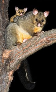 Possum Removal Melbourne