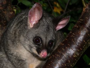 possum removal