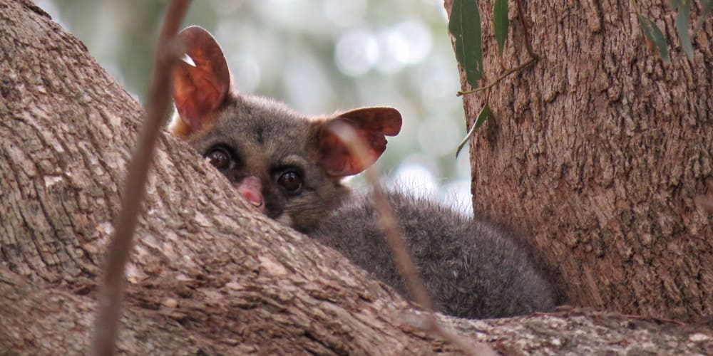 possum removal