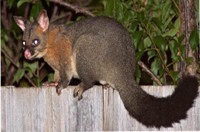 possum removal