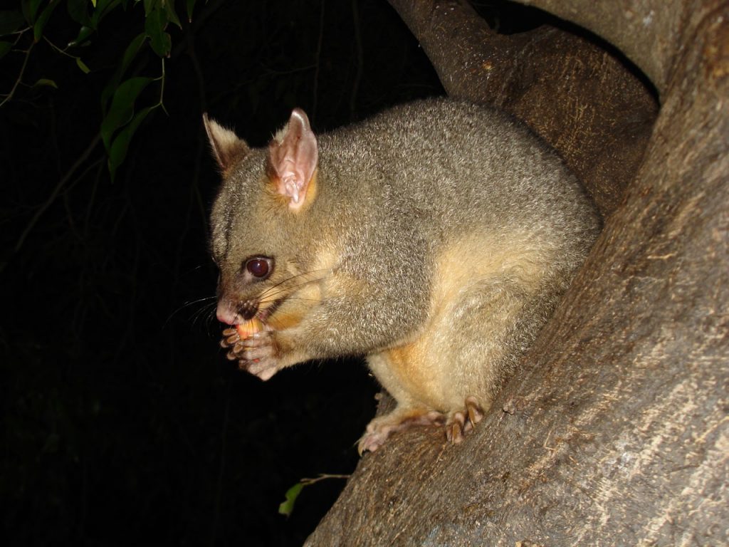 possum removal