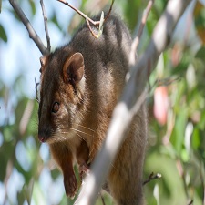 Rodent Control Services