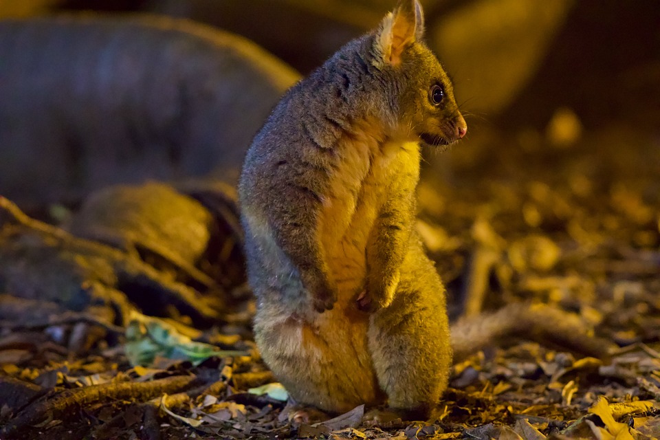 Possum Removal Melbourneossum removal melbourne