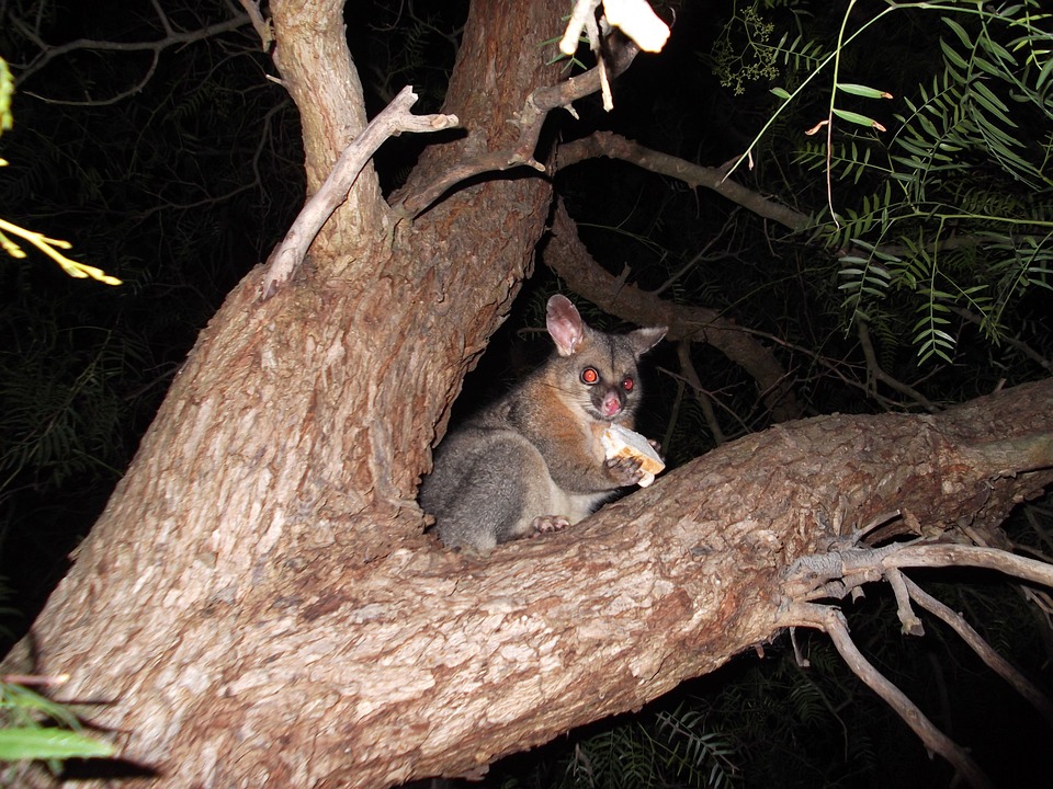 possum control