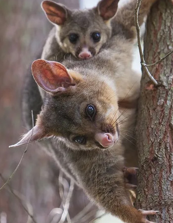 Possum Removal